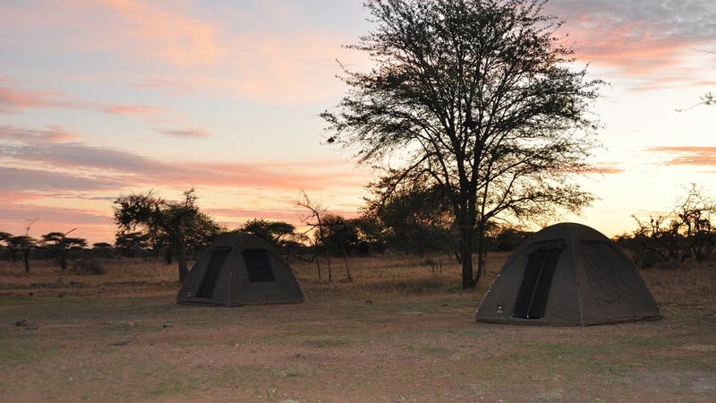 Day 7 : Arusha to serengeti national park
