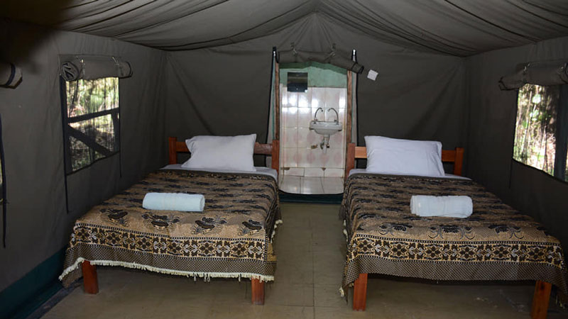 Day 2 : Maasai Mara Full Game Drive