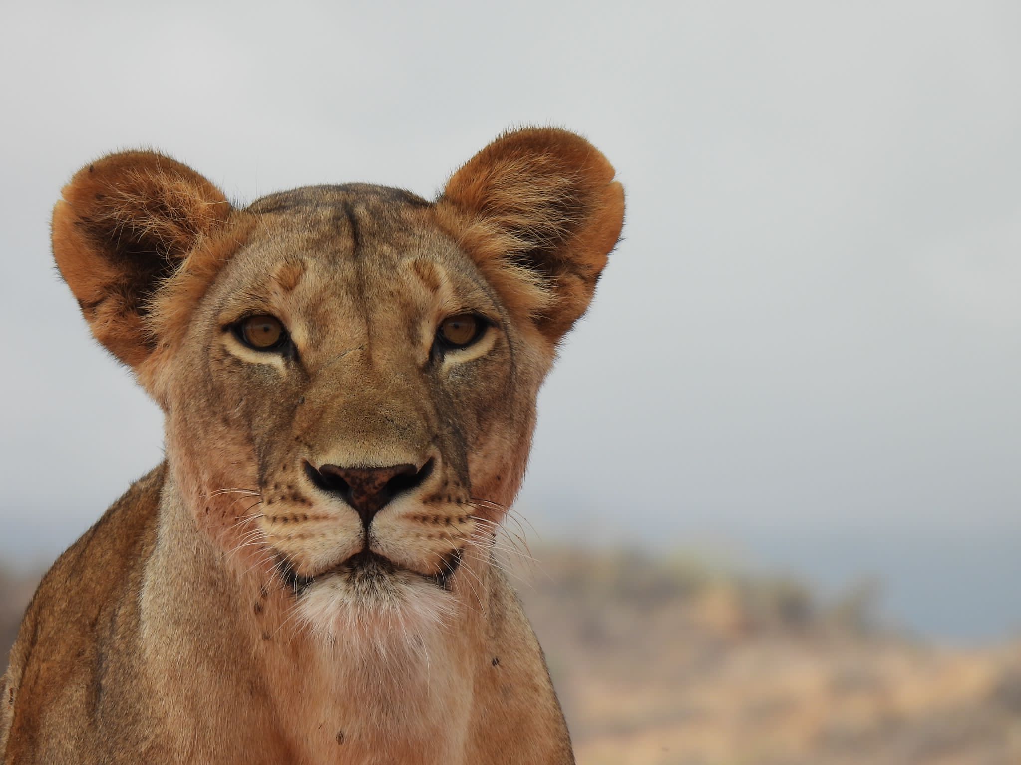 Day 1: Nairobi - Masai Mara National Reserve.