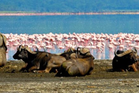 3 DAYS LAKE NAKURU SAFARI