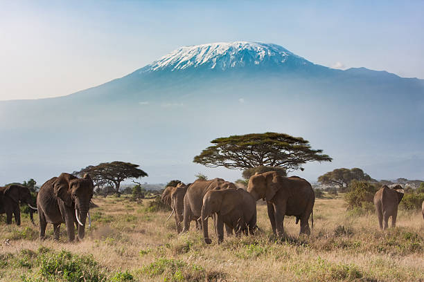 Day 5 : LAKE NAIVASHA – AMBOSELI NATIONAL PARK
