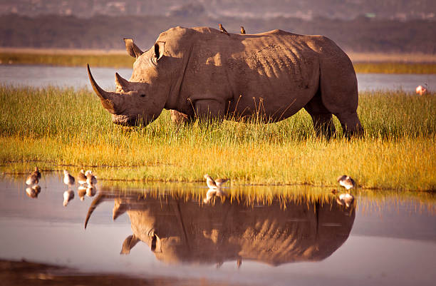 Day 4 : LAKE NAIVASHA – LAKE NAKURU NATIONAL PARK
