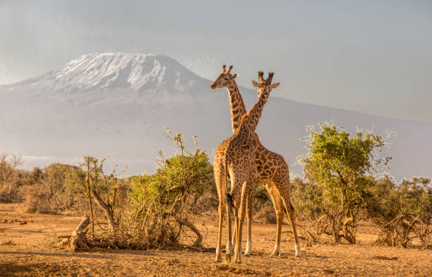 Day 6 : AMBOSELI NATIONAL PARK FULL DAY