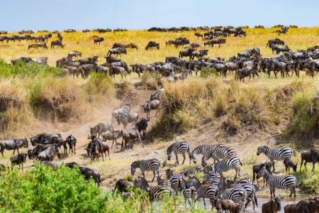 3-Day Maasai Mara Sharing Safari in a 4×4 Land Cruiser Jeep