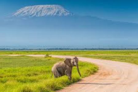 7 DAYS 6 NIGHTS GROUP SAFARI WITH UPGRADED ACCOMMODATION MARA,NAKURU,NAIVASHA AND AMBOSELI