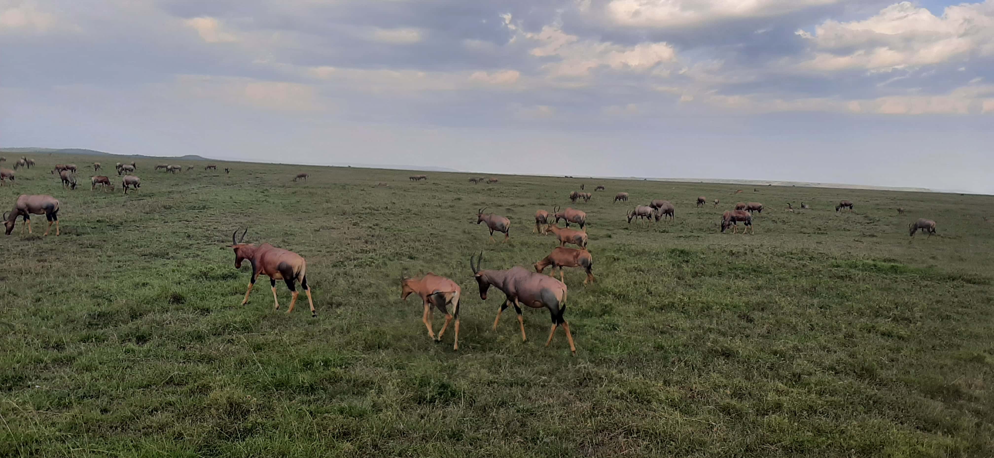 Day 2: Maasai Mara Game Reserve