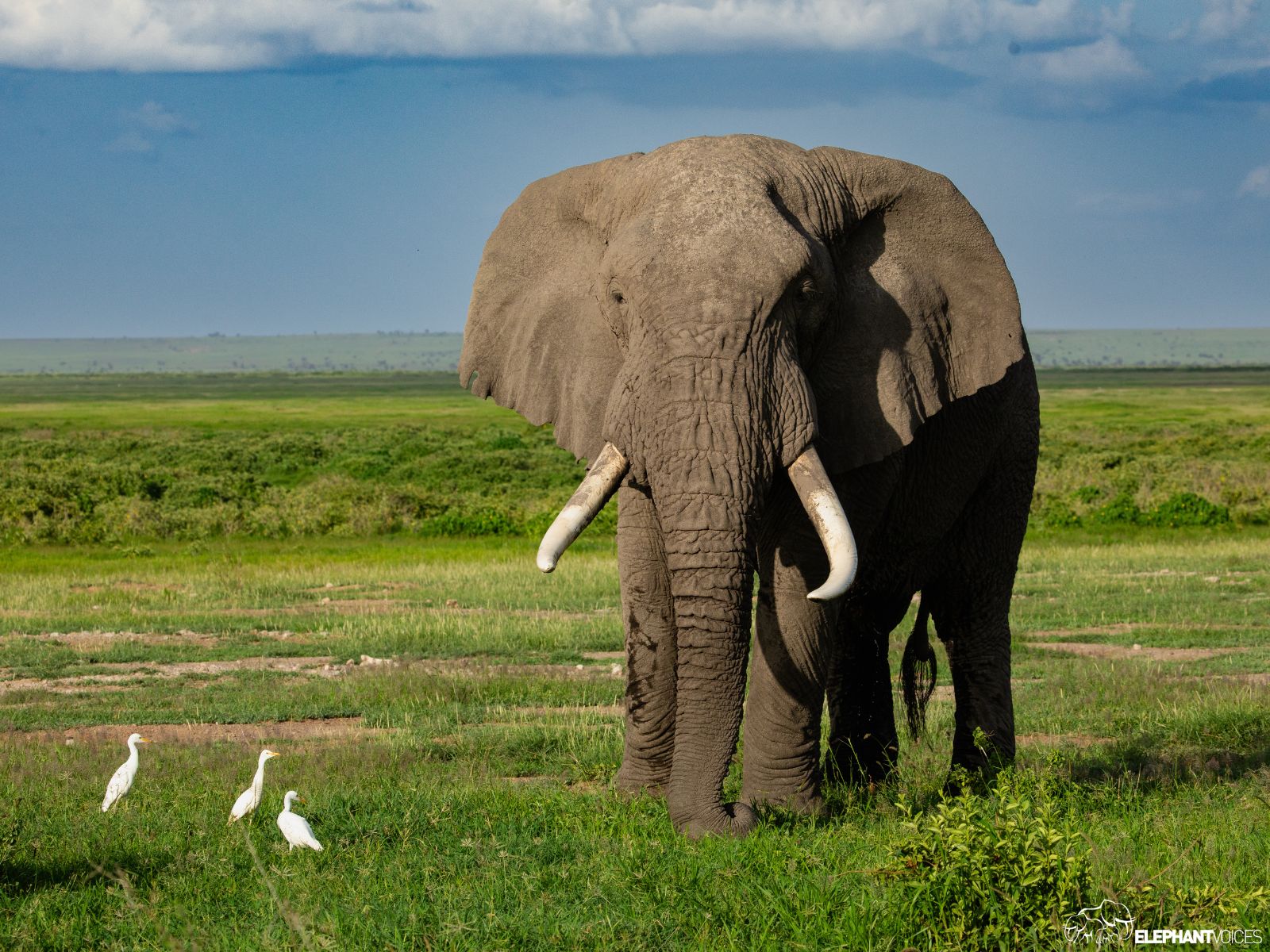 Day 2: Ngorongoro to Serengeti