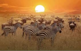  Day 2: Lake Nakuru – Maasai Mara National Reserve