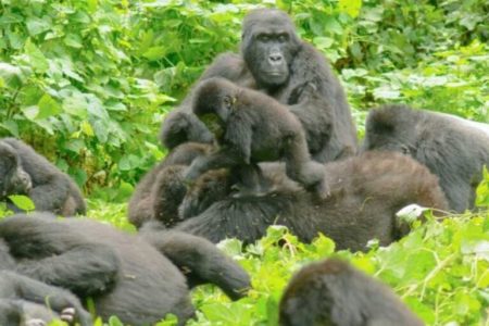 Uganda gorilla trekking 2025
