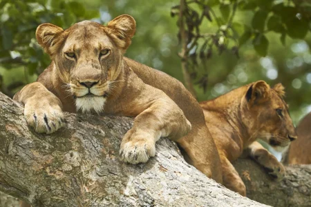 Tree climbing lions in Queen Elizabeth National Park
