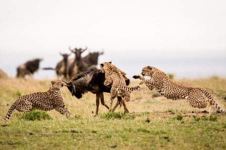 5-Day Big Cats Tanzania Luxury Safari